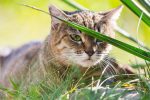 Katzen Kastrationsfond