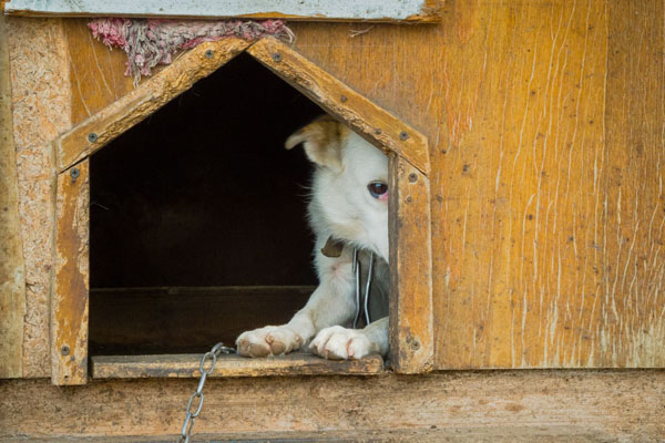 Tierschutzfall – was tun?