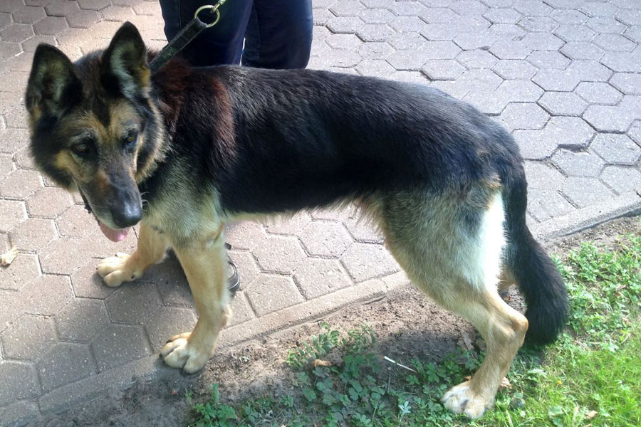 Anita hat ein Zuhause gefunden ) Tierschutzverein Friesoythe u. U. e.V.