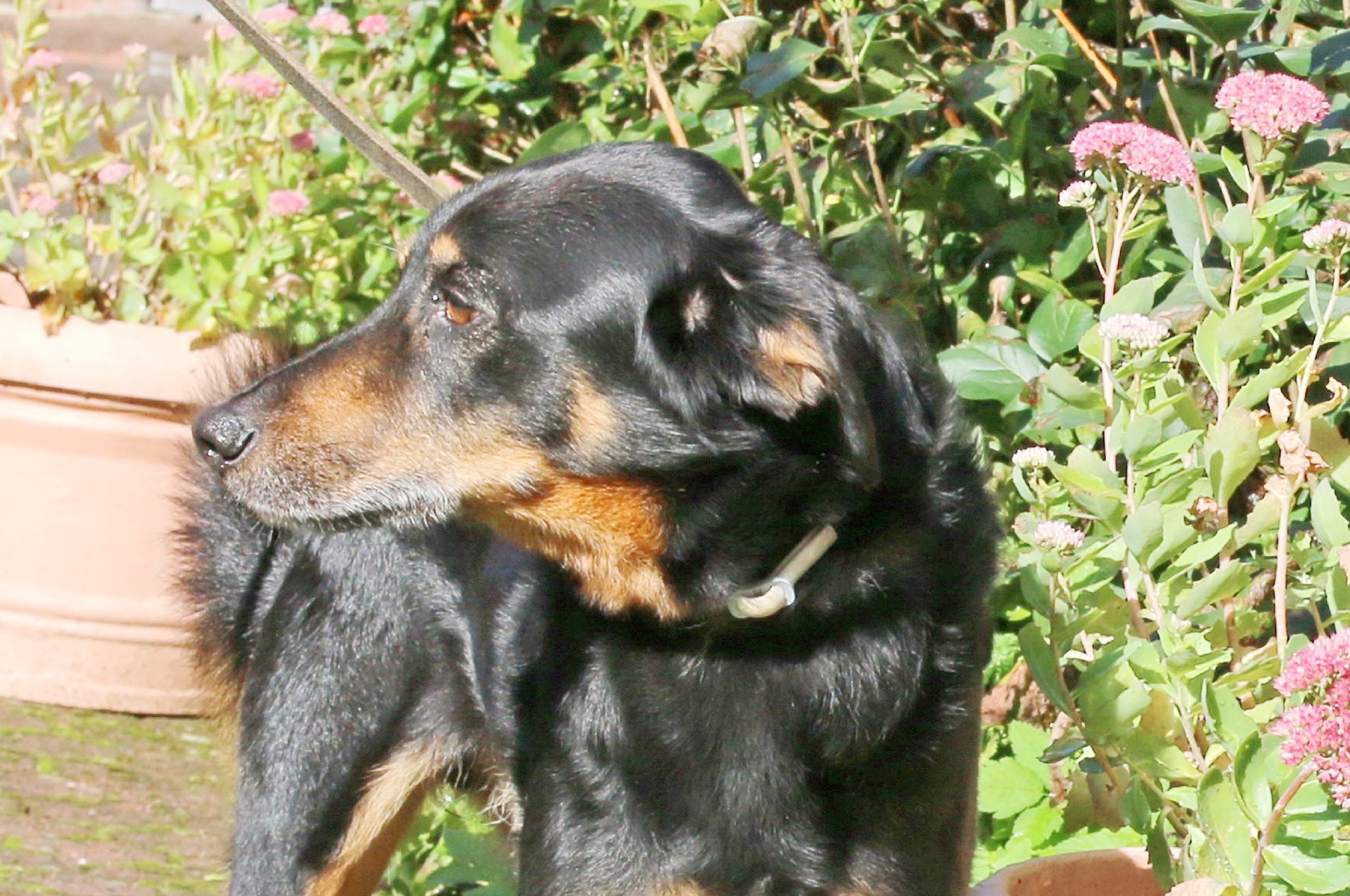 Hunde Tierschutzverein Friesoythe u. U. e.V.