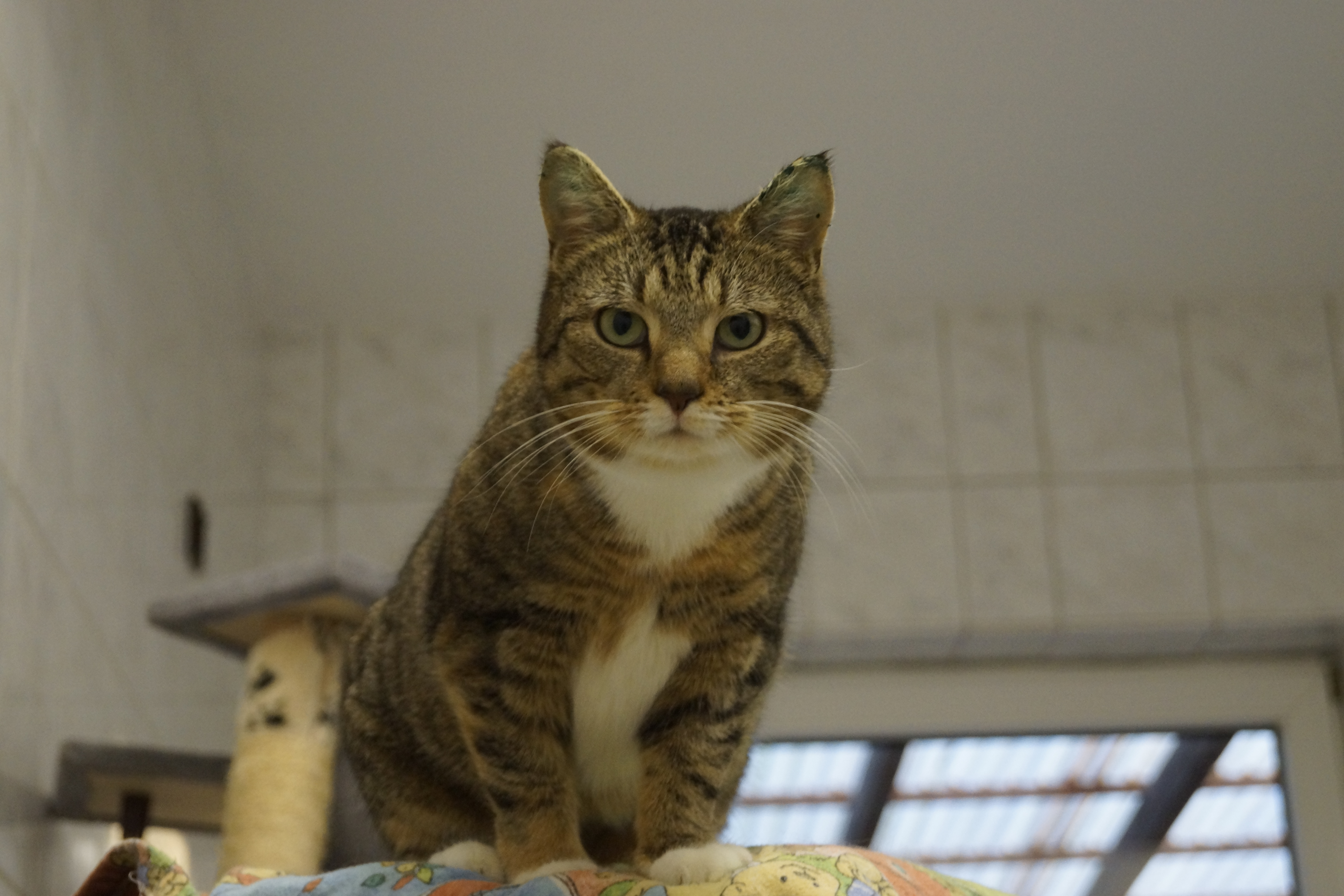 tierheim sedelsberg hunde