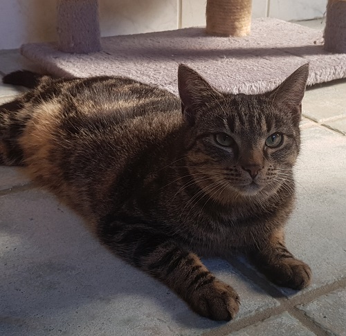 Maja hat ein Zuhause gefunden ) Tierschutzverein Friesoythe u. U. e.V.