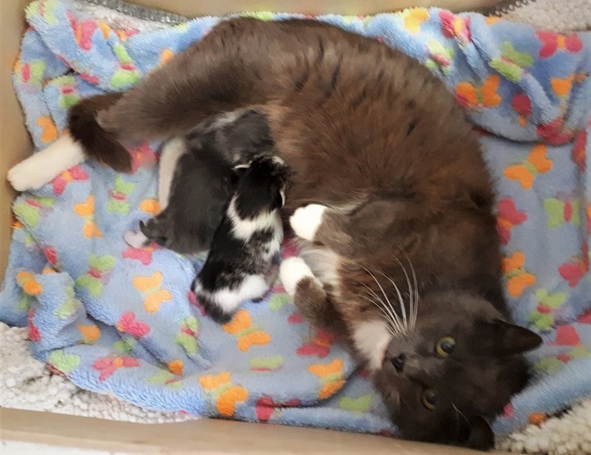 Odina hat ihr neues Zuhause bei ihrer Finderin ) Tierschutzverein