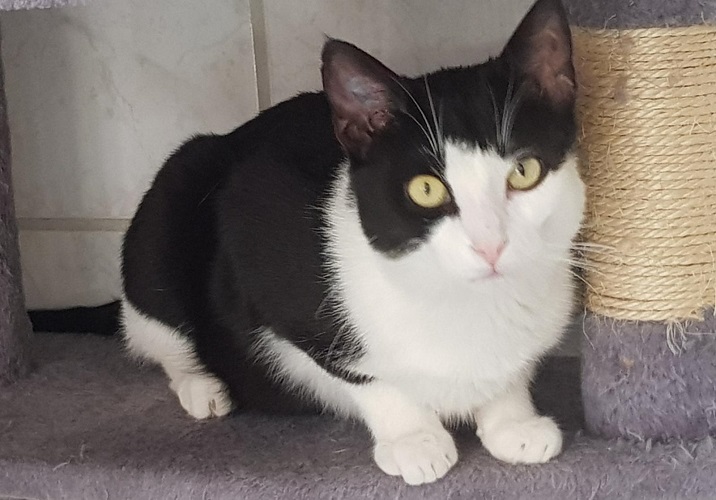 August hat ein Zuhause gefunden ) Tierschutzverein Friesoythe u. U