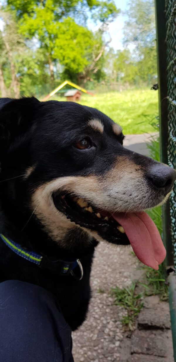 Moritz hat ein Zuhause gefunden ) Tierschutzverein Friesoythe u. U