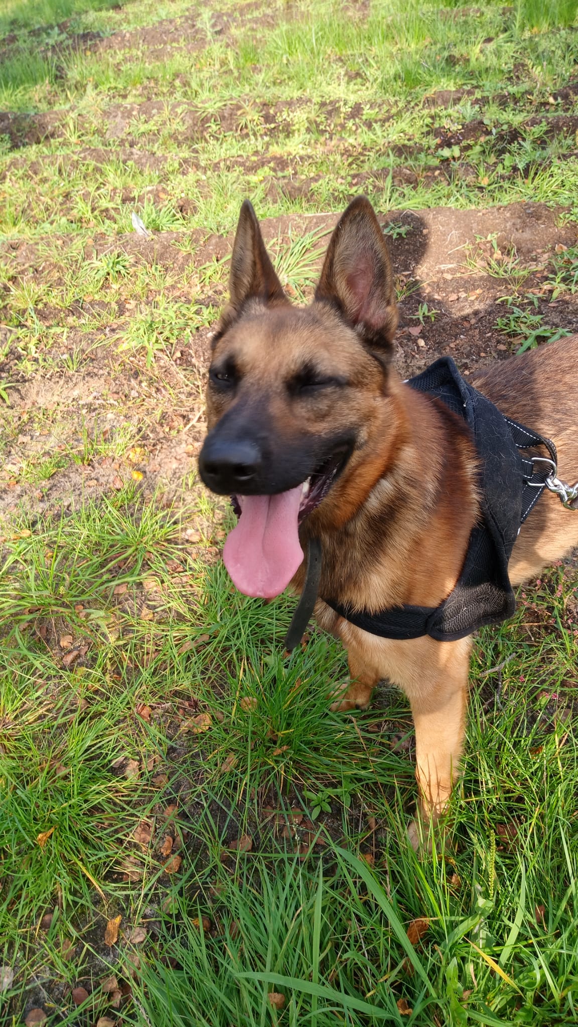 Arko