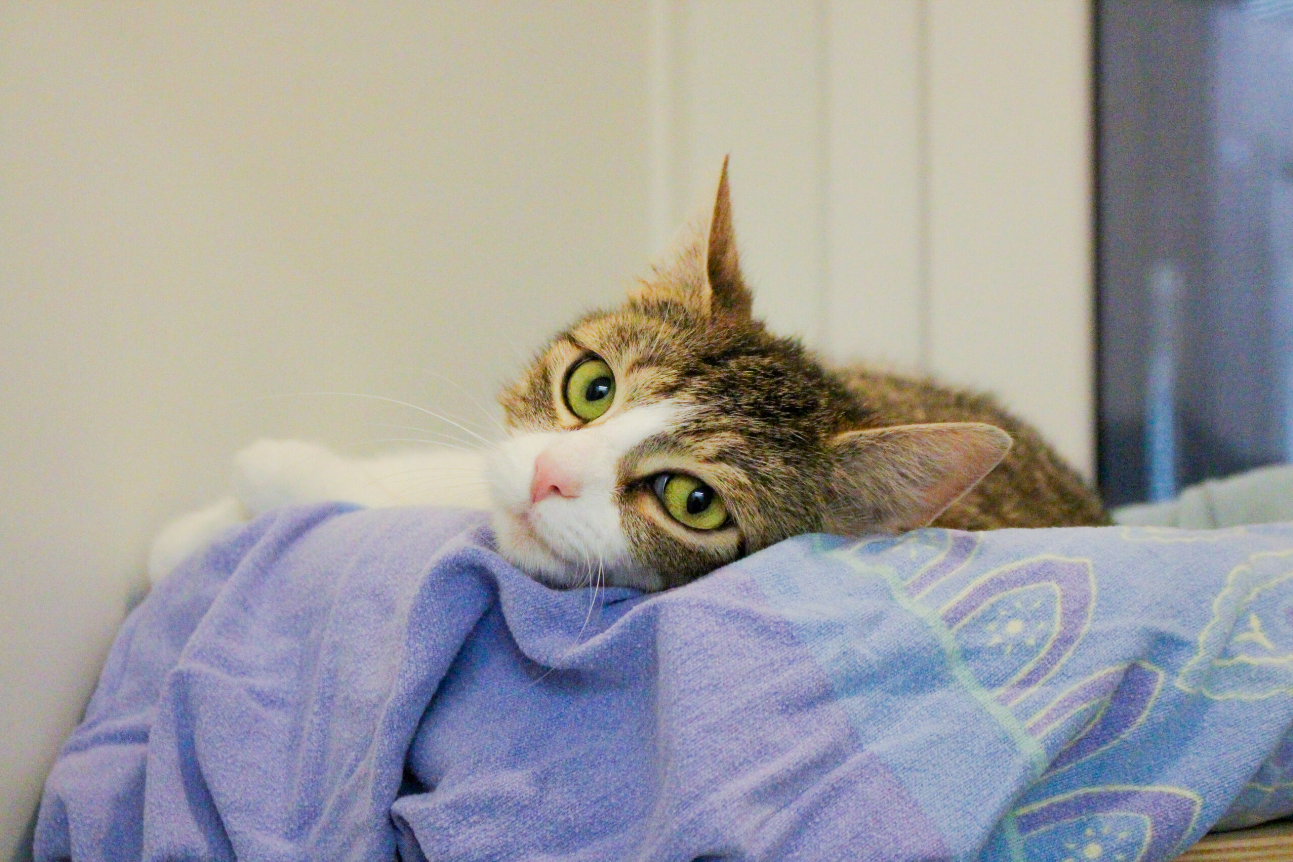 Ayla – sucht dringend!