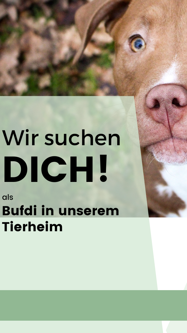 Wir suchen dich!