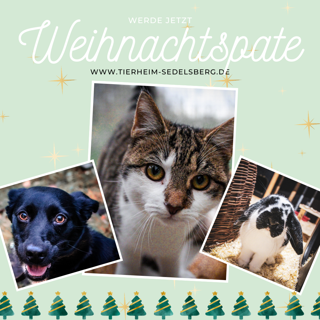 Unsere Weihnachtspatenschaften sind wieder da!