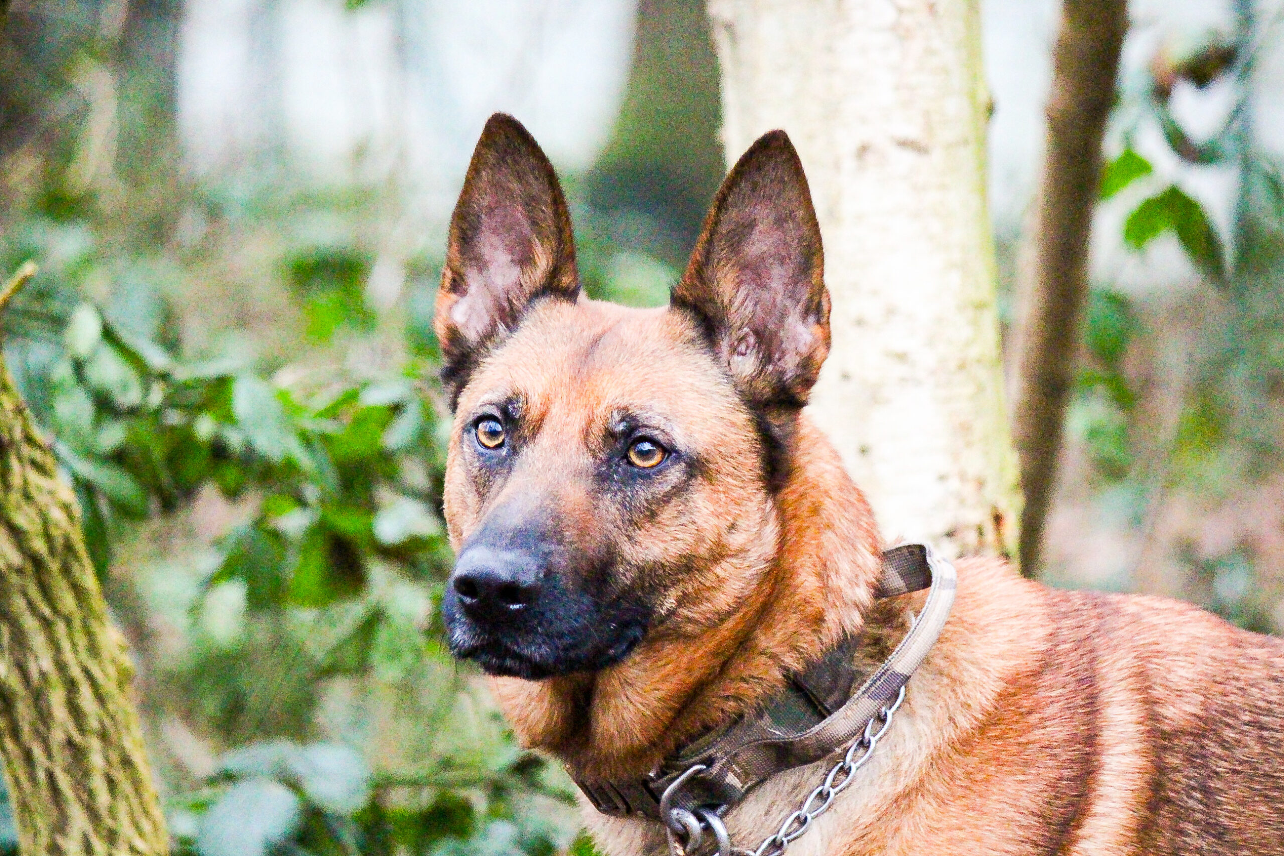 Arko – auf Pflegestelle