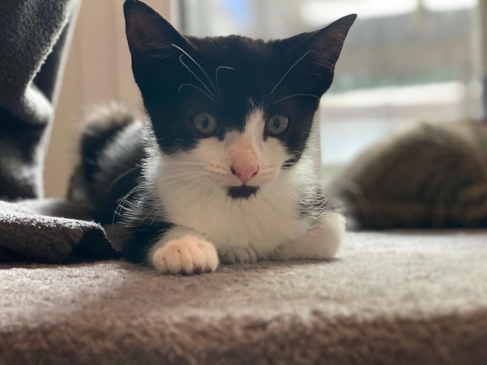 Bea