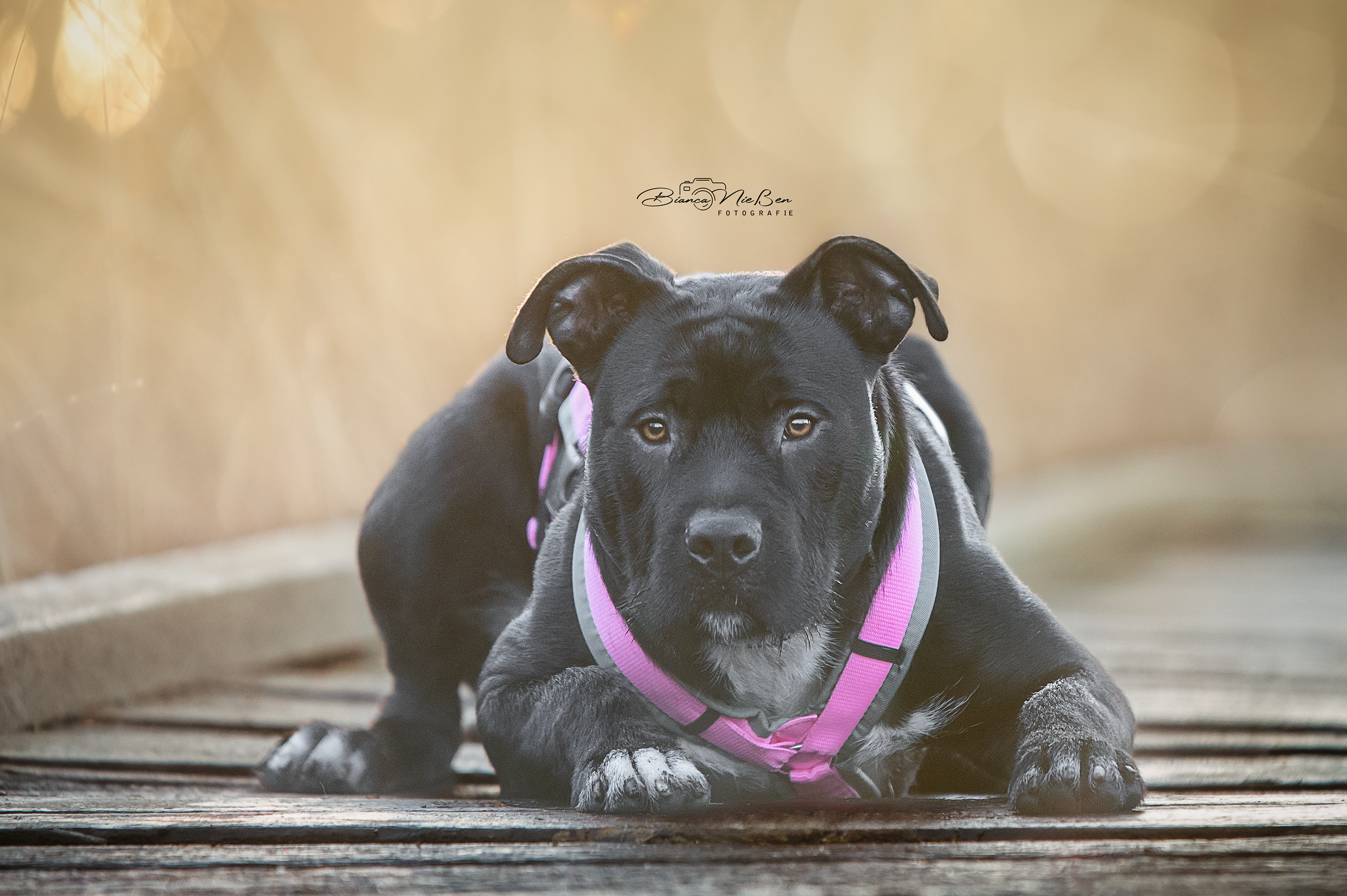 Juno