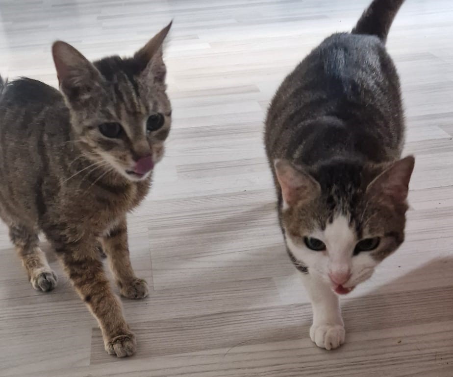 Trixie und Foxie