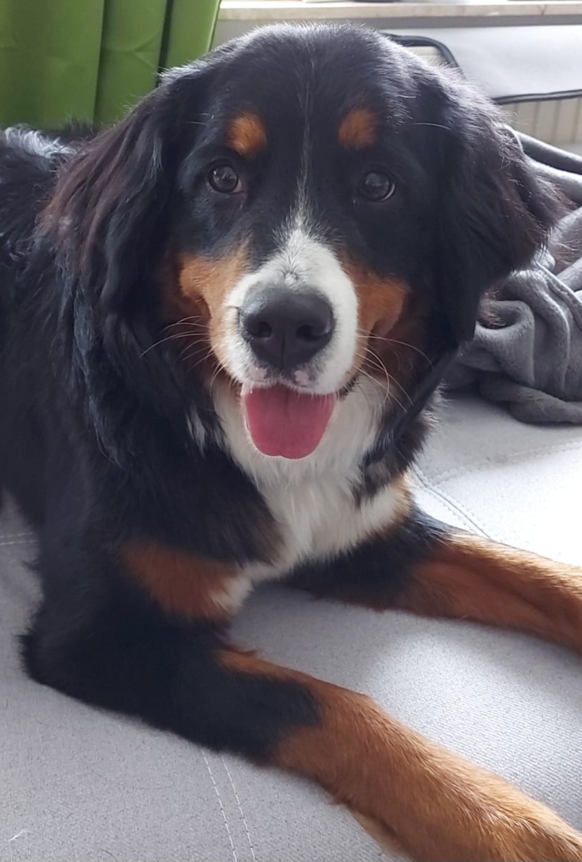 Berner Sennenhündin