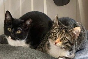 Java (links) und Schwester jana (rechts)